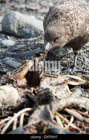 Ein Brown Skua, Stercorarius Antarcticus am Strand von Salisbury Plain, Südgeorgien, südliche Ozean, Stockfoto