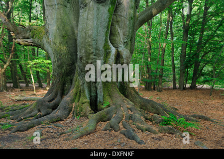 Alte Buche, urzeitlichen Wald Sababurg, Hessen, Deutschland / (Fagus spec.) Stockfoto