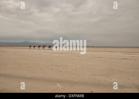 Kamelkarawanen mit Salz durch die Wüste in der Danakil-Senke, Äthiopien Stockfoto