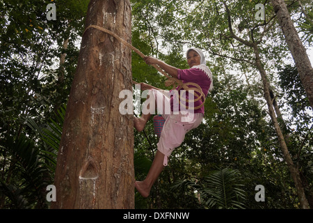 Frau eine Damar Kletterbaum, Kaugummi, Pesisir Gebiet West Lampung, Sumatra, Indonesien ernten Stockfoto