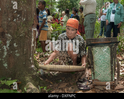 Frau Worfeln Gum aus der Damar Bäume, Pesisir Bereich West Lampung, Sumatra, Indonesien Stockfoto