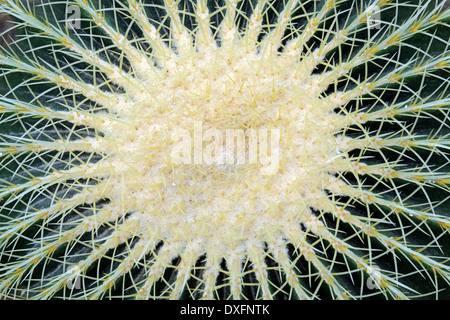 Golden Barrel Cactus / (Echinocactus Grusonii) Stockfoto