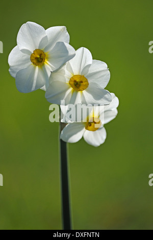 Narzisse / (Narcissus spec.) Stockfoto
