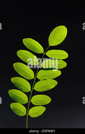 Robinie / (Robinia Pseudoacacia) / Robinie Stockfoto