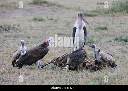 Ohrengeier konfrontiert Geier Marabou Storch und Ruppell des Griffons Fütterung auf Kadaver Masai Mara National Reserve Kenya / (Torgos Stockfoto