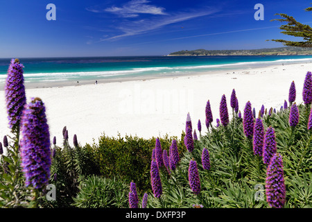 Wildblumen (stolz von Madeira) blühen entlang der Pacific Beach, Carmel-am Meer, Monterey Peninsula, Kalifornien. Stockfoto