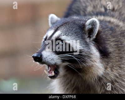 Portrait eines gemeinsamen Waschbären Stockfoto