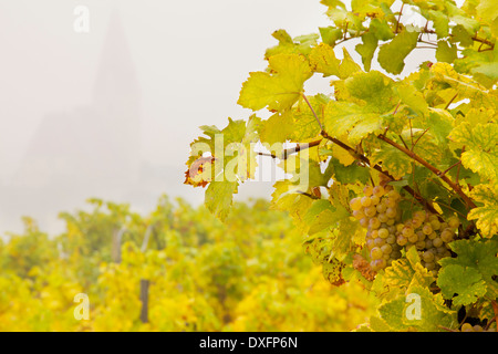 Nahaufnahme der Trauben im Weinberg über Weissenkirchen an der Donau, Wachau, Österreich Stockfoto