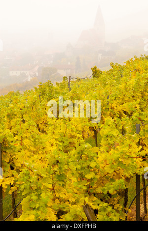 Weinberge oberhalb von Weissenkirchen eine der Danau, Wachau, Österreich Stockfoto