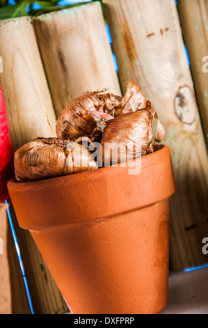 Schönes Thema Garten, lebendige Farben, heller Hintergrund Stockfoto