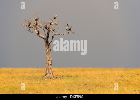 Geier im toten Baum, game Reseve Masai Mara, Kenia Stockfoto