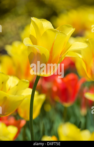 Leuchtend gelbe Tulpen blühen im Frühjahr, Nahaufnahme Stockfoto