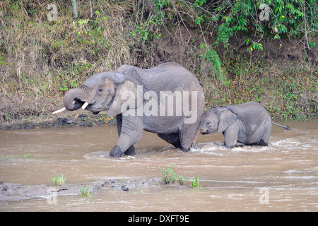 Afrikanische Elefanten, weiblichen und jungen Mara Fluss, Masai Mara Wildreservat, Kenia / (Loxodonta Africana) Stockfoto