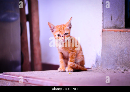 Katze sitzt auf einem Betonboden in thailand Stockfoto