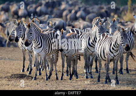 Burchell Zebras, Masai Mara National Reserve, Kenia / (Equus Burchelli) Stockfoto