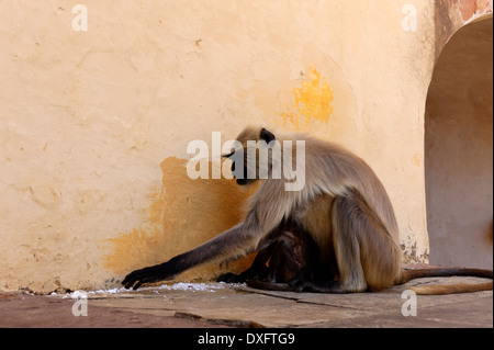 Jaipurian Languren in Amber Palast, Jaipur, Indien. Stockfoto