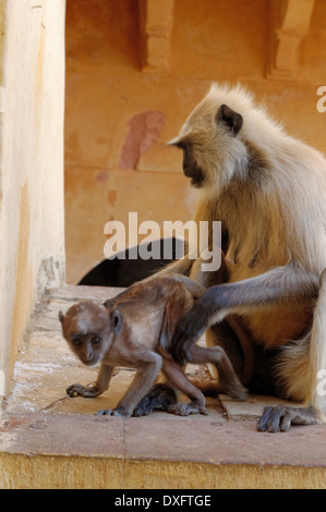 Jaipurian Languren in Amber Palast, Jaipur, Indien. Stockfoto