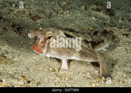 Rosylip Fledermausfische, Ogcocephalus Porrectus, Cocos Island, Costa Rica Stockfoto