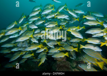 Schwarm von blau und Gold Snapper, Lutjanus Viridis, Cocos Island, Costa Rica Stockfoto