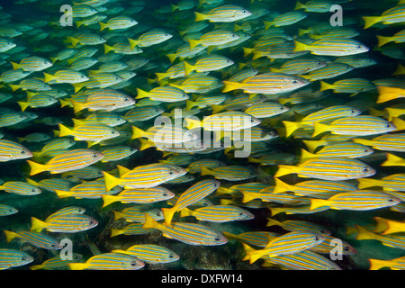 Schwarm von blau und Gold Snapper, Lutjanus Viridis, Cocos Island, Costa Rica Stockfoto