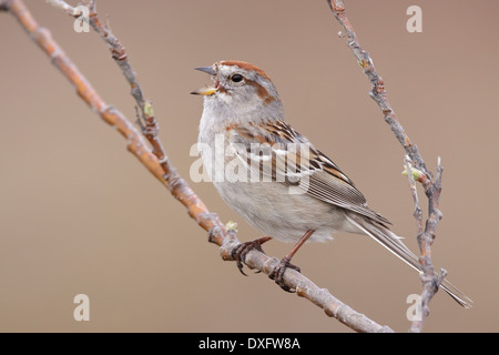 Amerikanische Tree Sparrow - Spizella Arborea - Adult Zucht Stockfoto