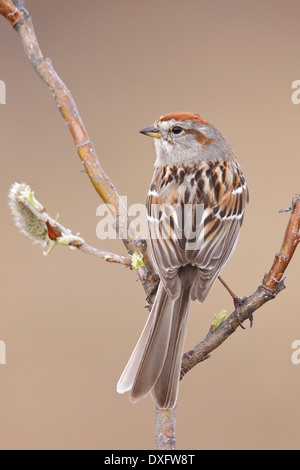 Amerikanische Tree Sparrow - Spizella Arborea - Adult Zucht Stockfoto
