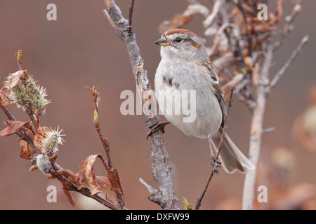 Amerikanische Tree Sparrow - Spizella Arborea - Adult Zucht Stockfoto