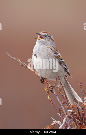 Amerikanische Tree Sparrow - Spizella Arborea - Adult Zucht Stockfoto