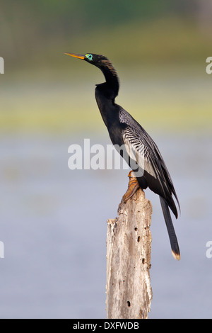 Anhinga - Anhinga Anhinga - Männchen Stockfoto