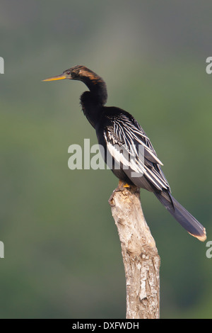 Anhinga - Anhinga Anhinga - Männchen Stockfoto