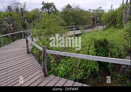 Gehweg Verbindungen zwischen Charles Darwin Research Station Insel Santa Cruz Galapagosinseln Ecuador / Indefatigable Island Stockfoto