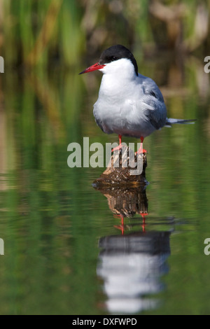 Küstenseeschwalbe Sterna Paradisaea - Zucht Erwachsene Stockfoto