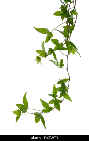 Einige dichten Efeu (Hedera) Stämme isoliert auf weißem Hintergrund. Kletterpflanze Efeu Stamm mit jungen grünen Blätter. Stockfoto