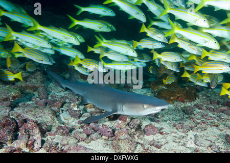 Weißspitzen-Riffhaie, Triaenodon Obesus, Cocos Island, Costa Rica Stockfoto