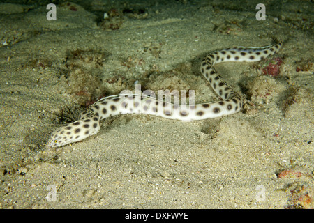 Tiger-Schlangenaal, Myrichthys Tigrinus, Cocos Island, Costa Rica Stockfoto