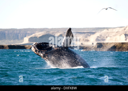 Dagegen verstößt Southern Right Whale, Eubalaena Australis, Halbinsel Valdés, Patagonien, Argentinien Stockfoto