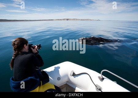 Foto der Southern Right Whale, touristische Eubalaena Australis, Halbinsel Valdés, Patagonien, Argentinien Stockfoto