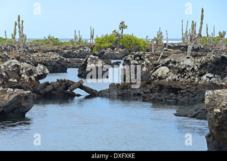 Lava-Formationen und Kakteen, Los Tuneles Region, Isabela Island, Galapagos-Inseln, Ecuador Stockfoto