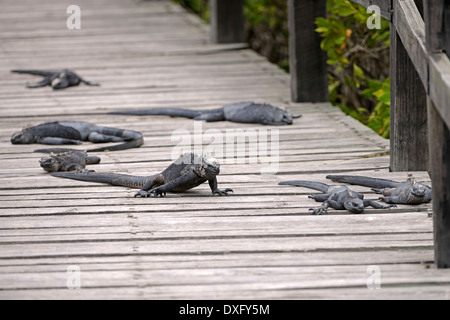 Marine Iguana, Puerto Villamil, Isabela Island, Galapagos-Inseln, Ecuador / (Amblyrhynchus Cristatus) Stockfoto