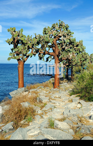 Ecuador, Galapagos-Inseln, Galapagos Feigenkakteen, Insel Santa Fe / (Opuntia Echios) Stockfoto