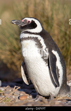 Magellanic Penguin, Spheniscus Magellanicus, Halbinsel Valdés, Patagonien, Argentinien Stockfoto