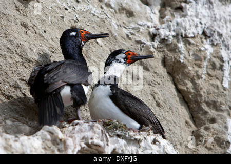 Rock-Shag, Phalacrocorax Magellanicus, Halbinsel Valdés, Patagonien, Argentinien Stockfoto