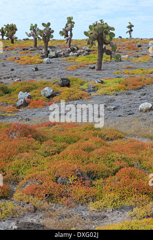 Galapagos Prickly Pear Cactus und Meer Portulak Plaza Sur Insel Galapagosinseln Ecuador / (Opuntia Echios) (Sesuvium Stockfoto