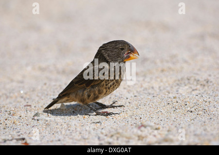 Mittlerer Boden Finch, Genovesa Island, Galapagos-Inseln, Ecuador / (Geospiza Fortis) / Finken Stockfoto