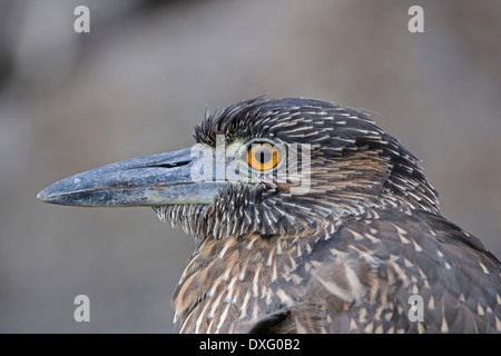 Lava Heron, Genovesa Island, Galapagos-Inseln, Ecuador / (Butorides Sundevalli) / Seite Stockfoto