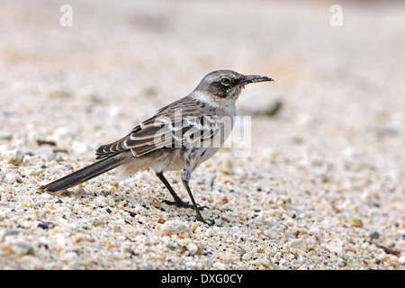 Galapagos-Spottdrossel, Genovesa Island, Galapagos-Inseln, Ecuador / (zählt Parvulus) Stockfoto