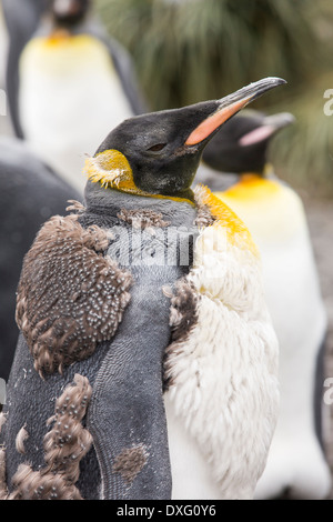 Während der Mauser Königspinguine in der weltweit zweitgrößte Königspinguin-Kolonie auf Salisbury Plain, Südgeorgien, südliche Ozean. Stockfoto