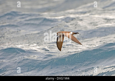 Keil-Psephotus Sturmvogel, Floreana Insel, Galapagos-Inseln, Ecuador / (Oceanodroma Tethys) / Galapagos Sturmvogel Stockfoto