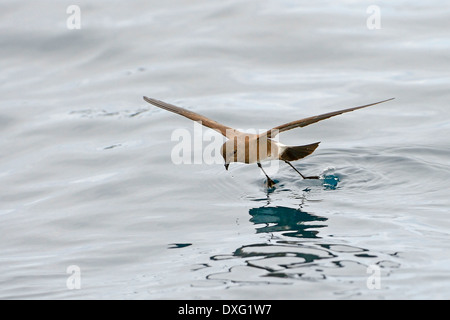 Keil-Psephotus Sturmvogel, Floreana Insel, Galapagos-Inseln, Ecuador / (Oceanodroma Tethys) / Galapagos Sturmvogel Stockfoto