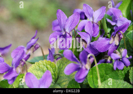Bundesligisten - Viola Odorata 03 Stockfoto